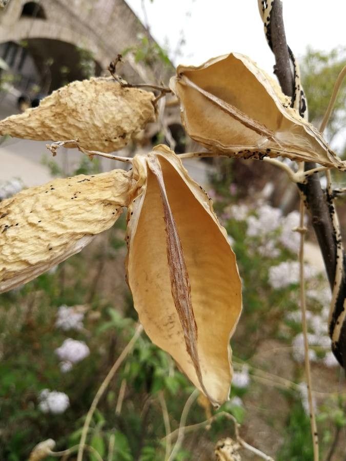 Cynanchum rostellatum fruit
