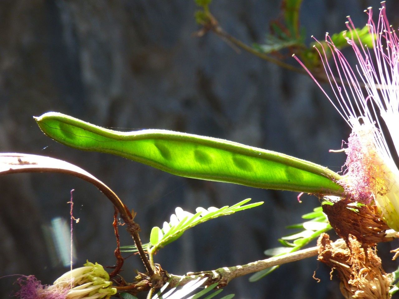 Albizia saman fruit