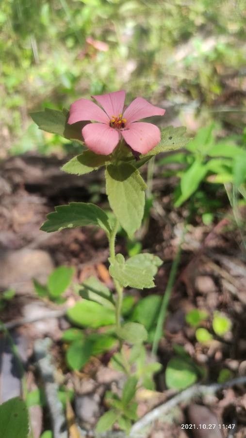 Sida abutifolia leaf