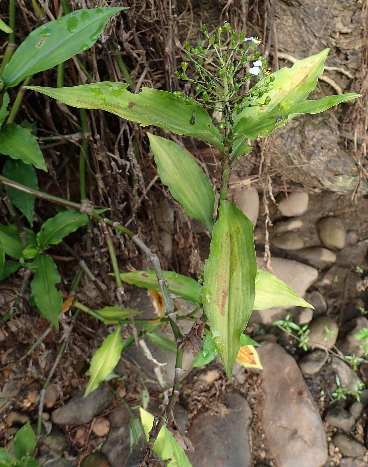 Aneilema beniniense habit