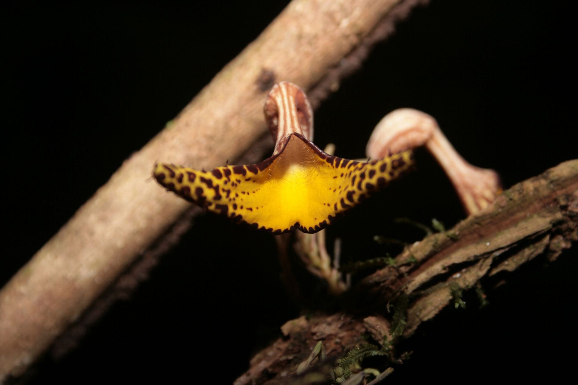 Aristolochia iquitensis flower