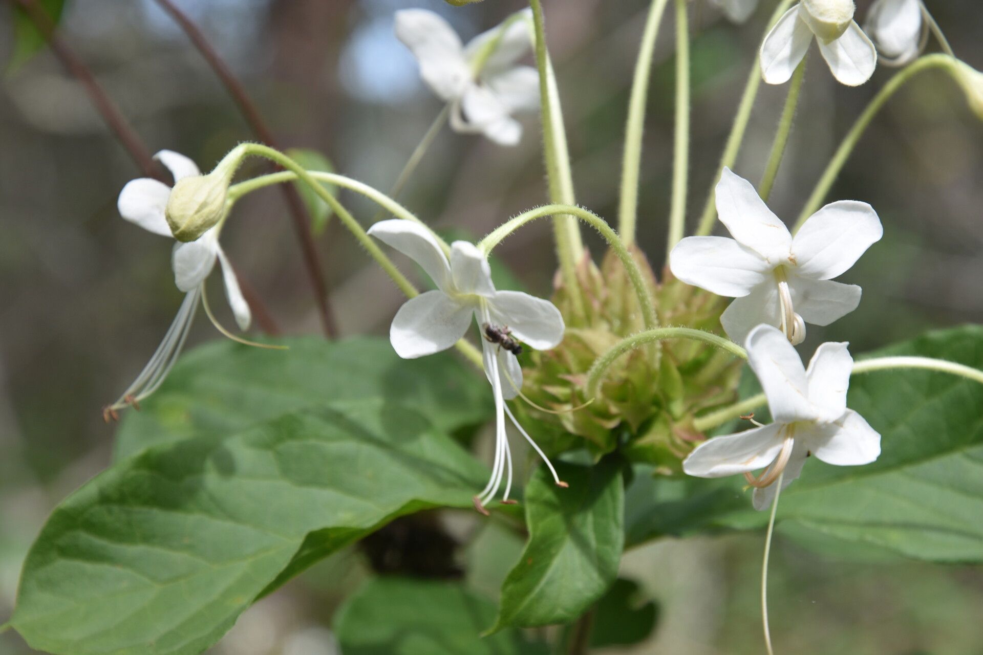 Clerodendrum buchneri — houseplant care guide