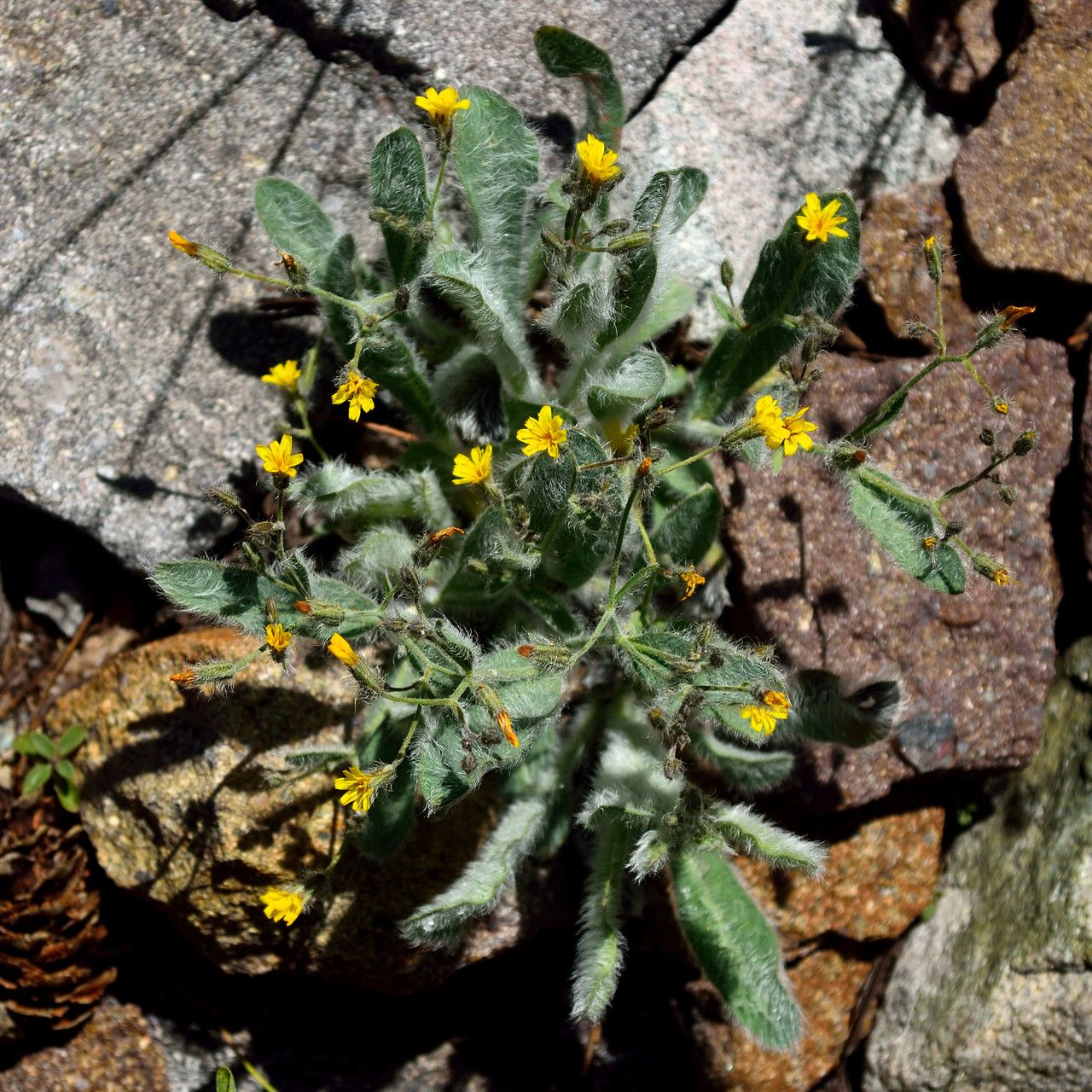 Hieracium horridum habit