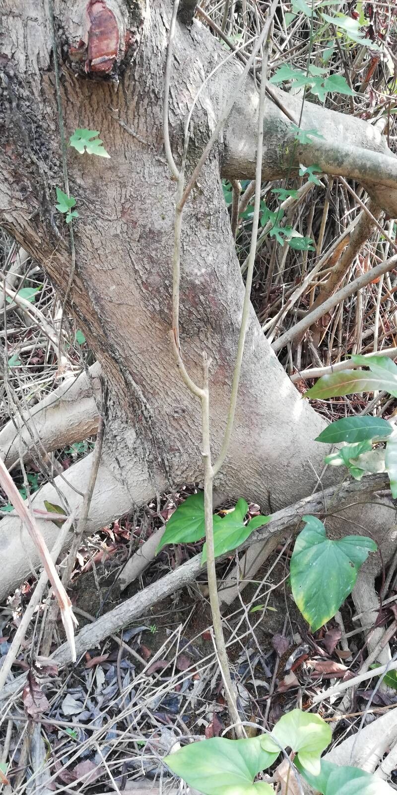 Uapaca heudelotii bark