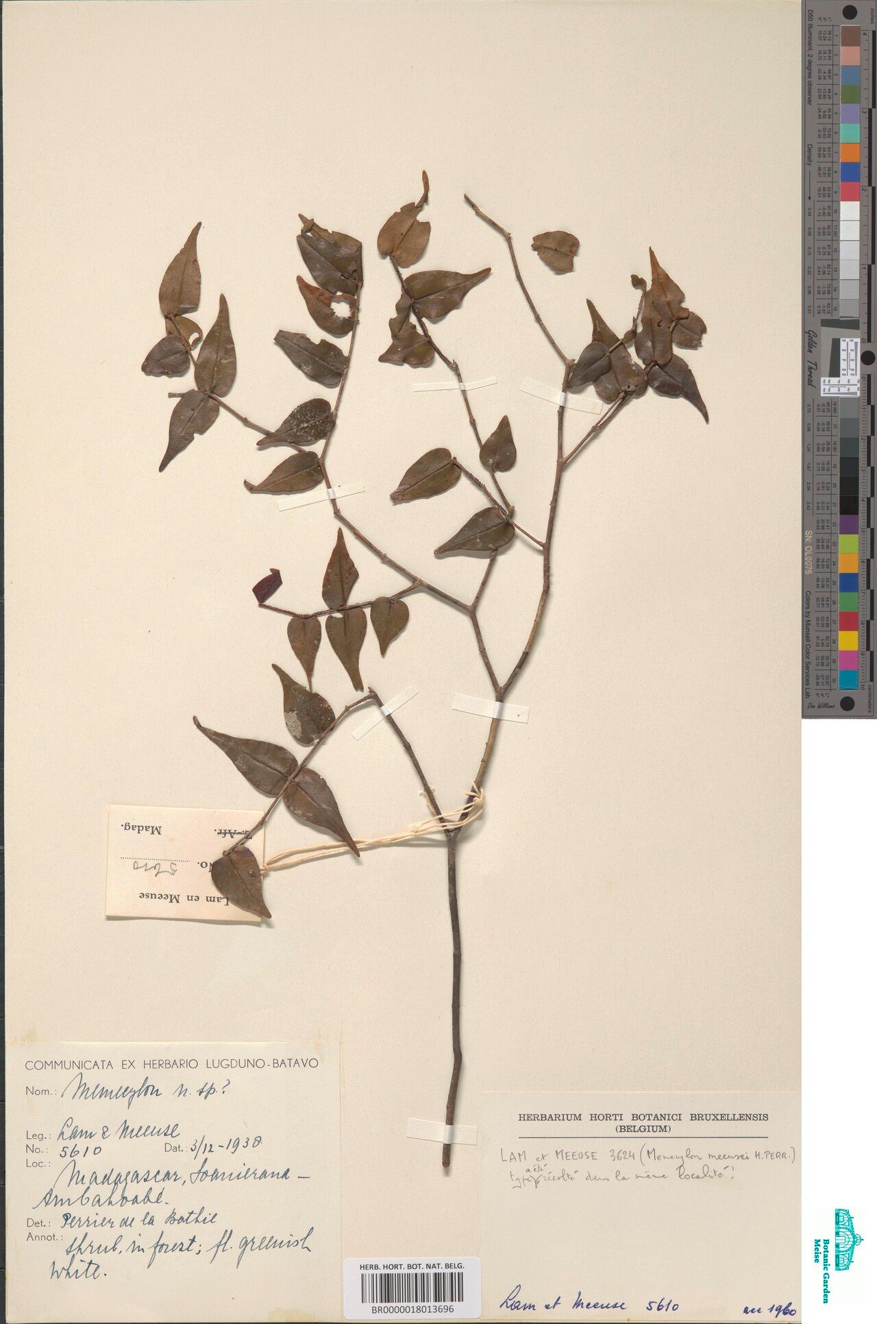 Memecylon cardiophyllum — houseplant care guide