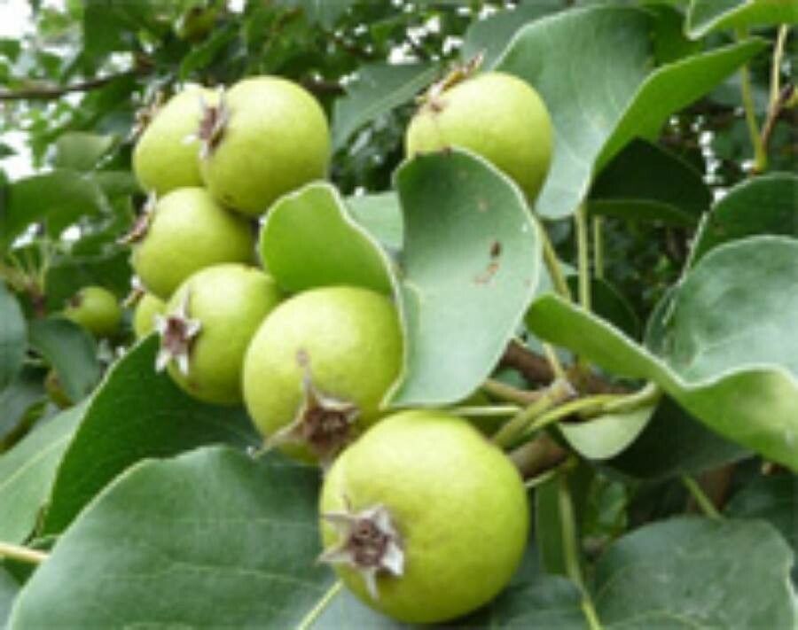 Pyrus pyraster leaf