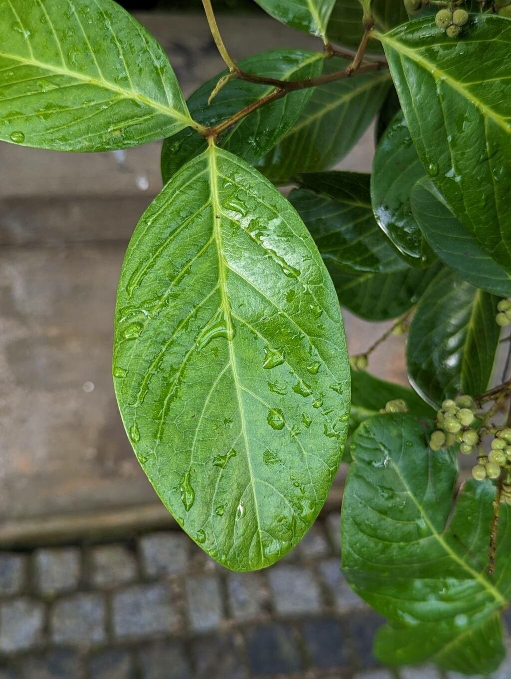 Alectryon connatus leaf