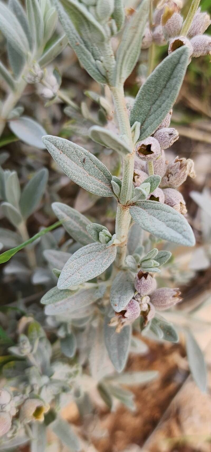 Stachys inflata — search result for 'Stachys'