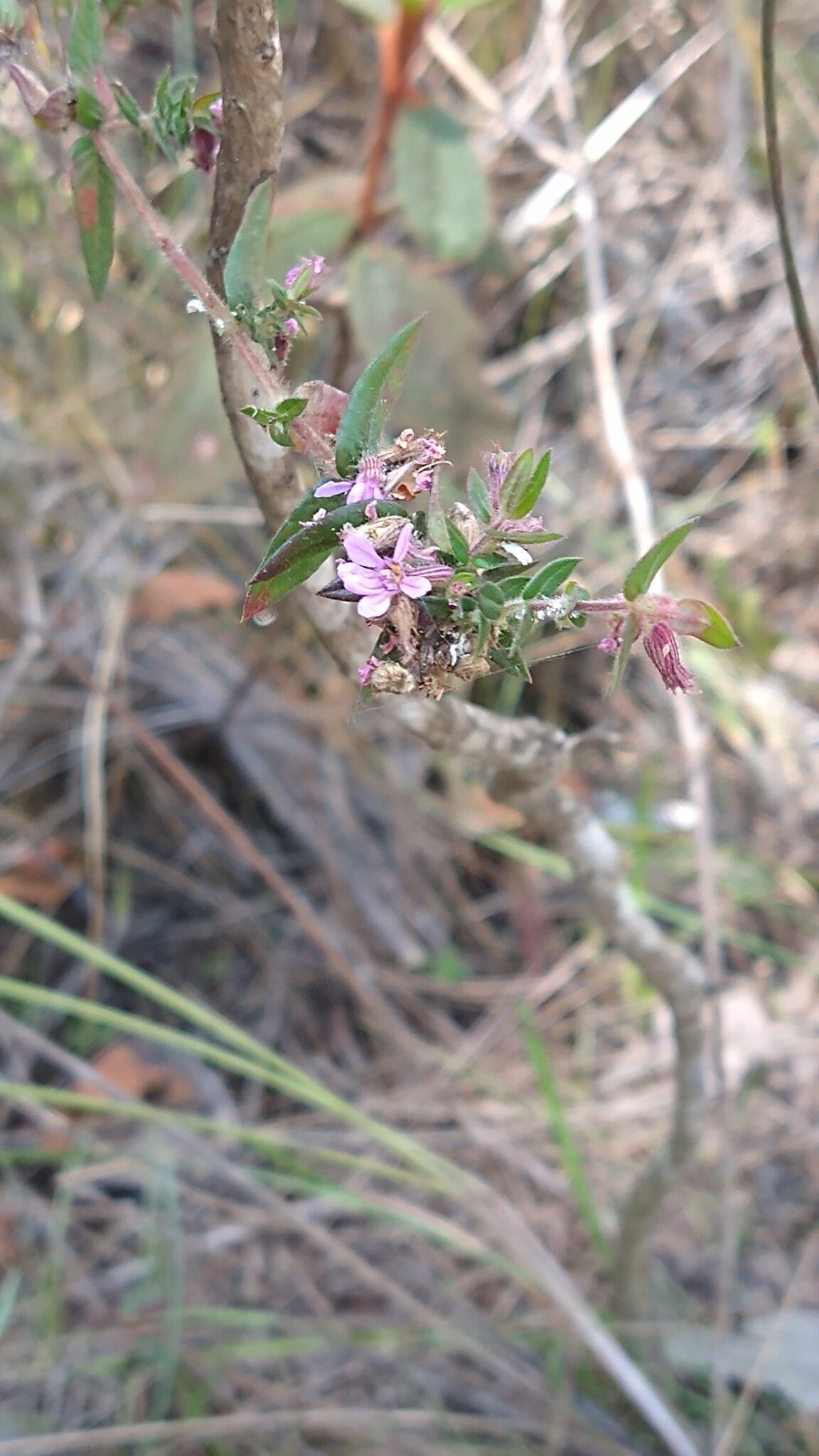 Cuphea antisyphilitica flower