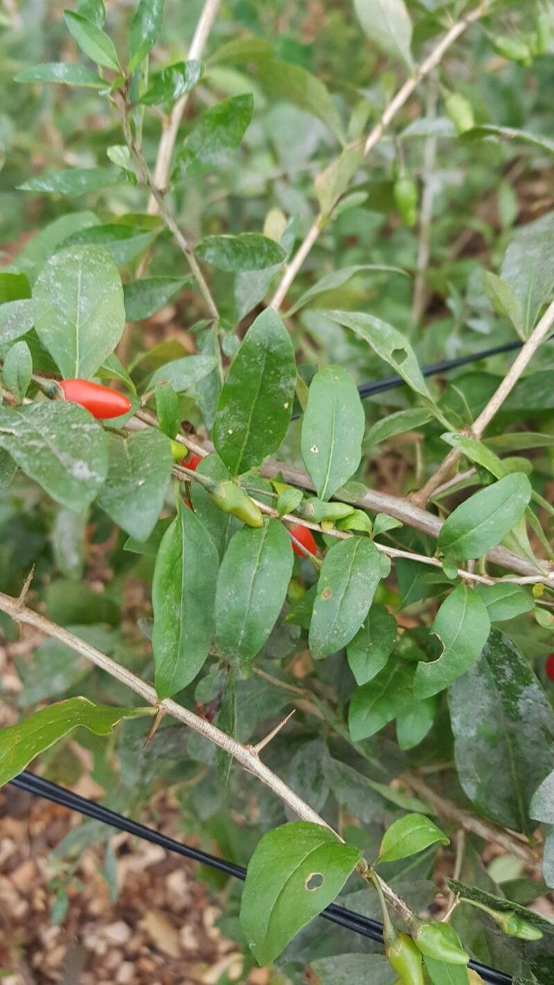 Lycium dasystemum — search result for 'Lycium'