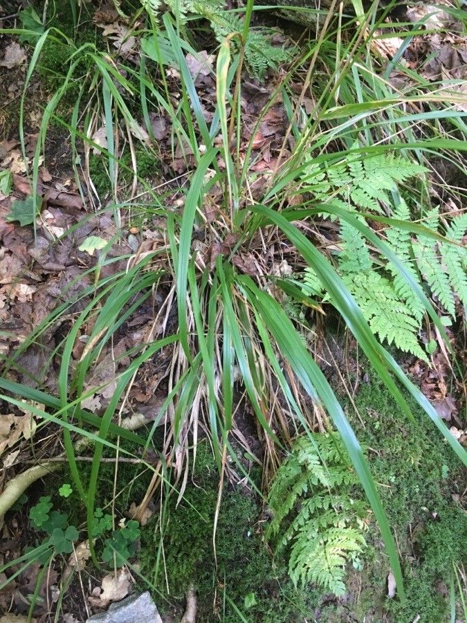 Festuca altissima habit