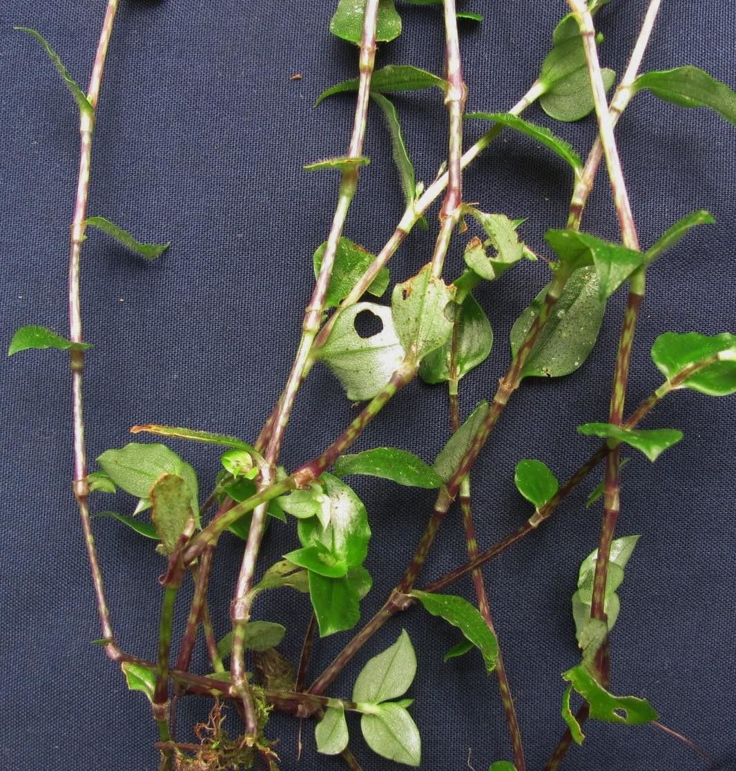 Callisia monandra other