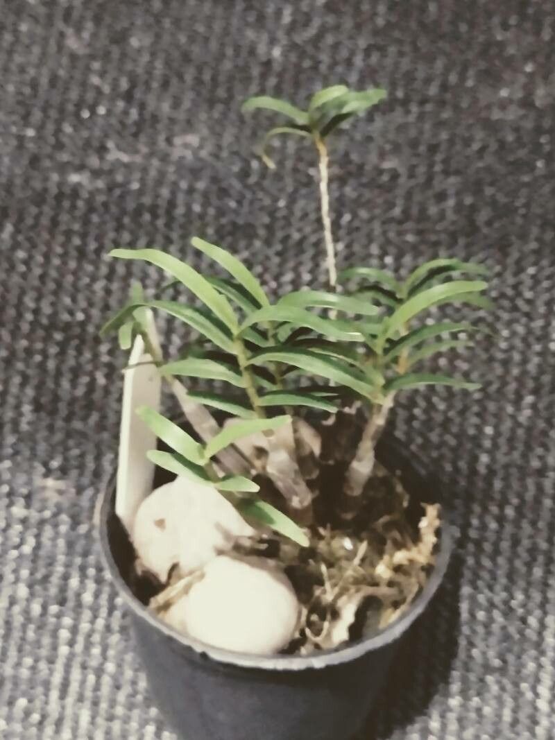Dendrobium hancockii — houseplant care guide