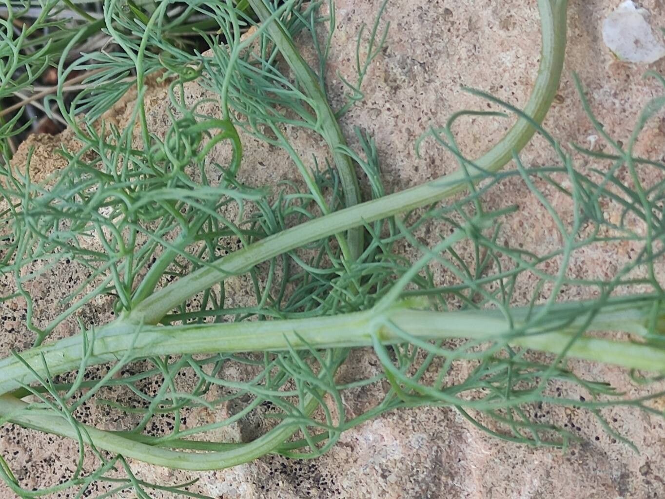 Platycapnos tenuiloba — related species from the same genus
