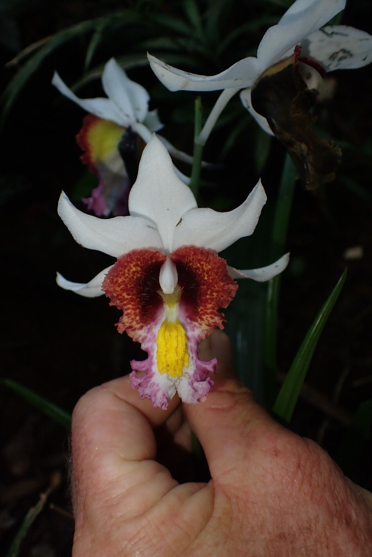 Calanthe tuberculosa flower