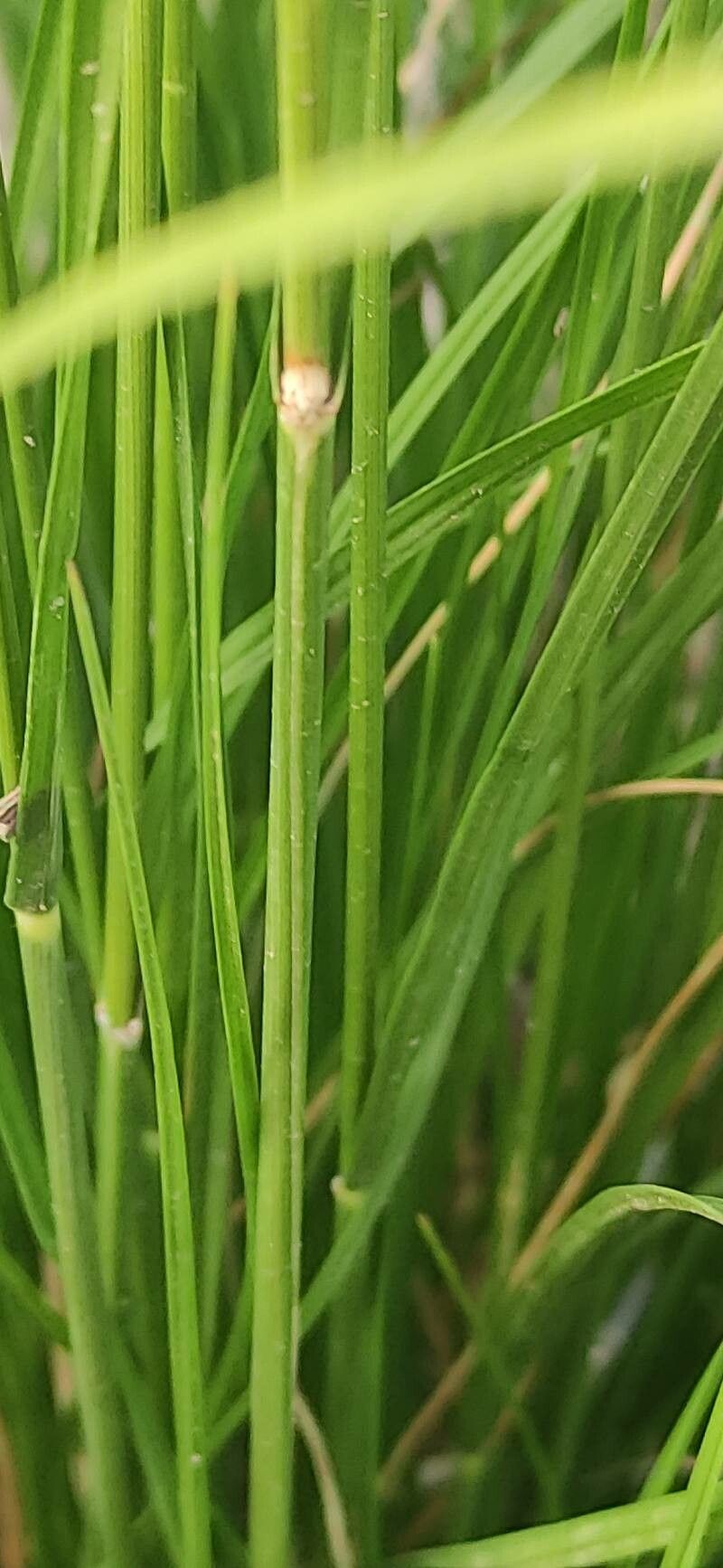 Sporobolus heterolepis bark