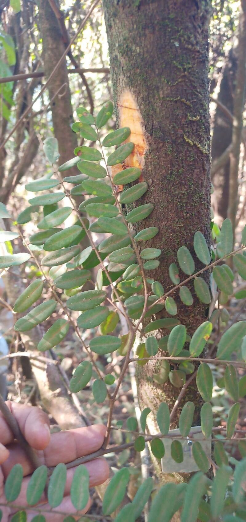 Dalbergia villosa leaf