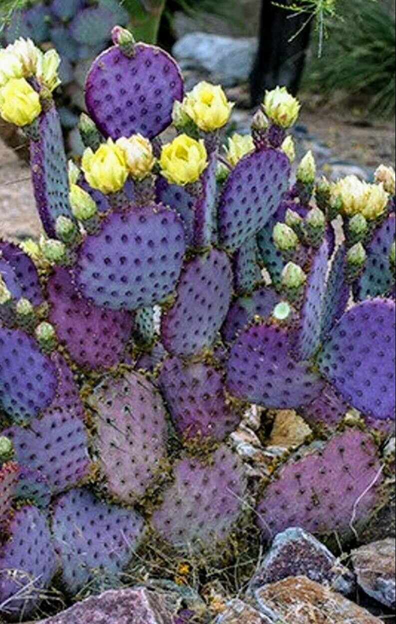 Opuntia santarita leaf