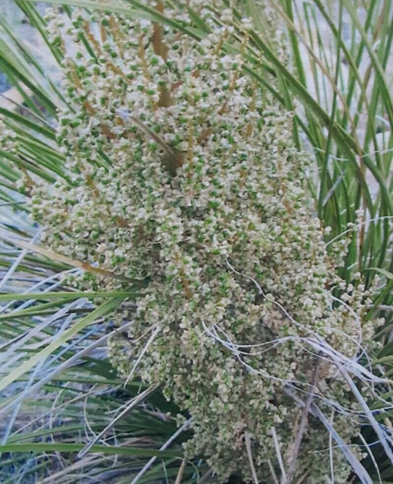 Nolina pollyjeanneae — houseplant care guide