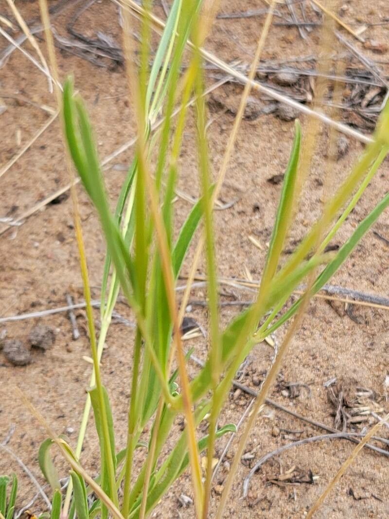 Mirabilis albida habit