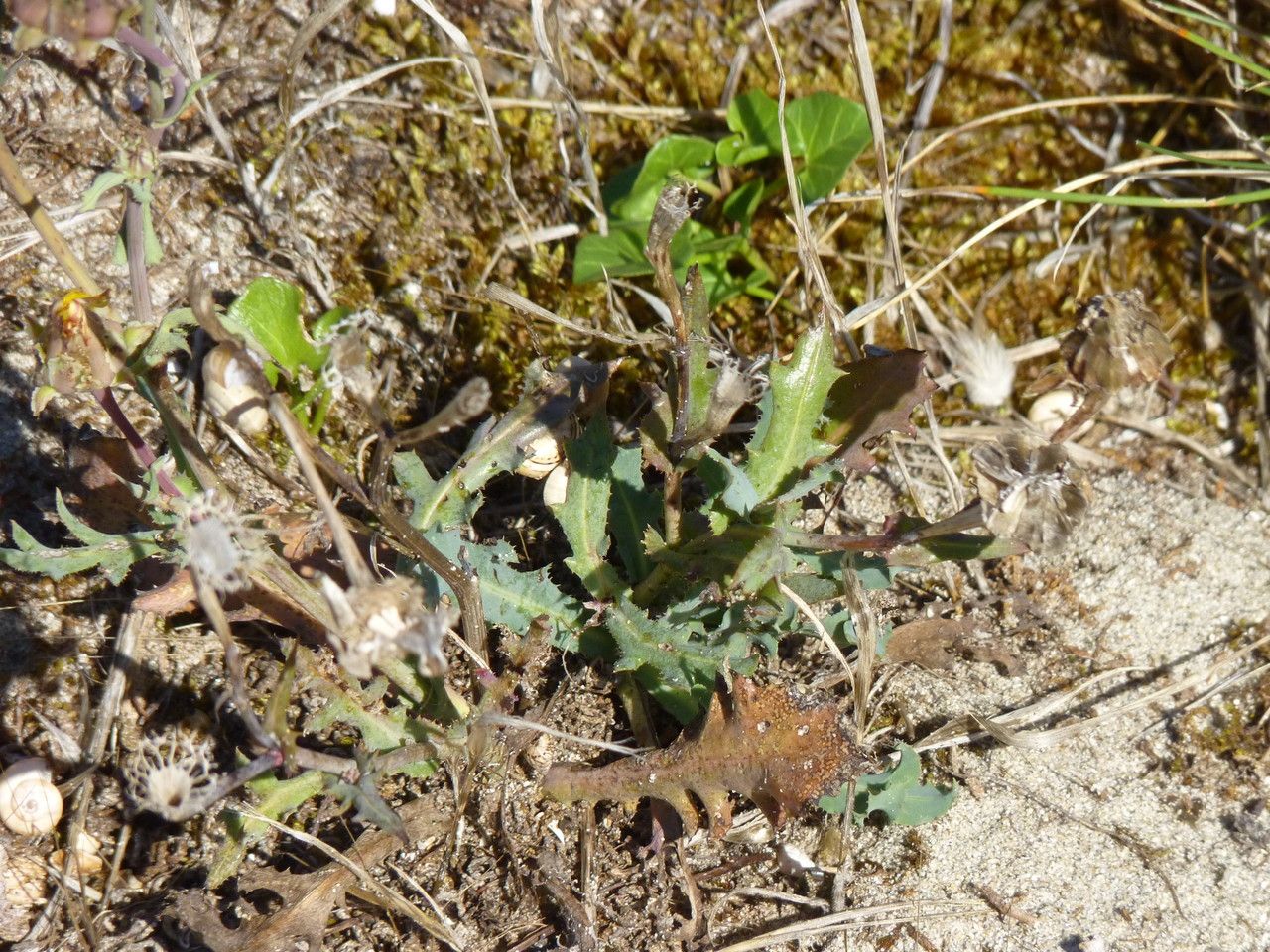 Reichardia gaditana — related species from the same genus