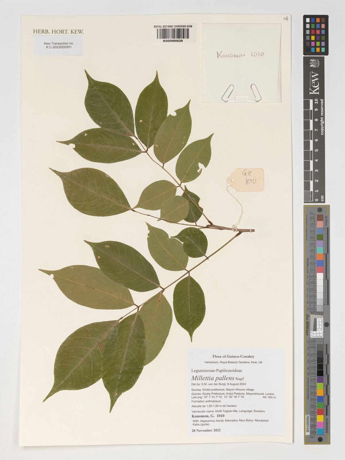 Millettia pallens — houseplant care guide