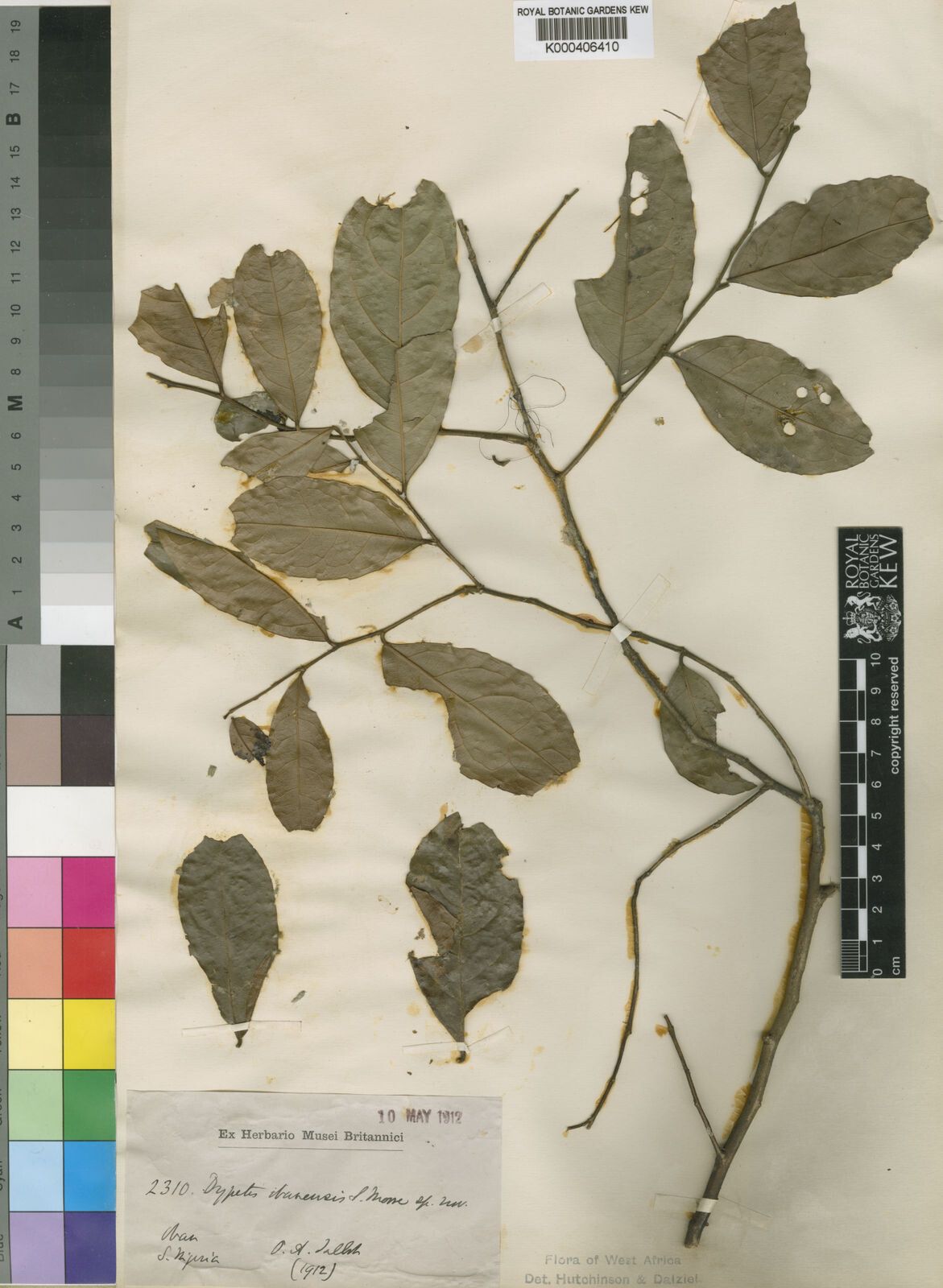 Drypetes obanensis — houseplant care guide