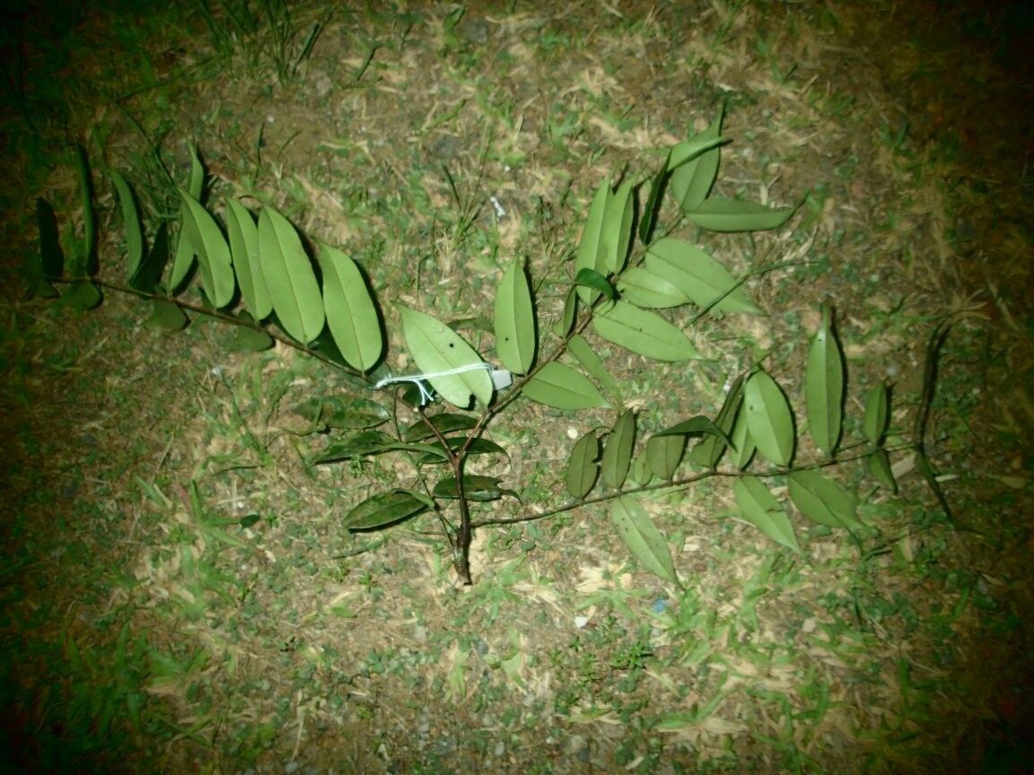 Memecylon occultum — houseplant care guide