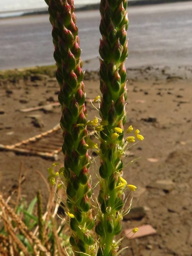 Plantago maritima flower