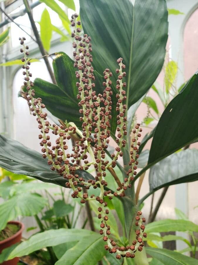 Chamaedorea metallica fruit