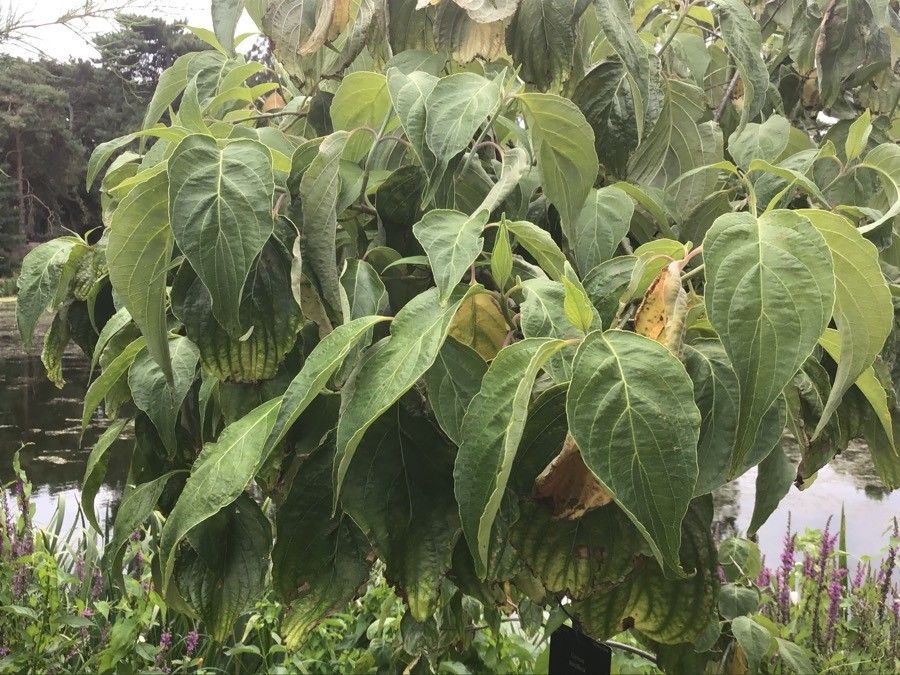 Cornus disciflora — search result for 'Cornus'