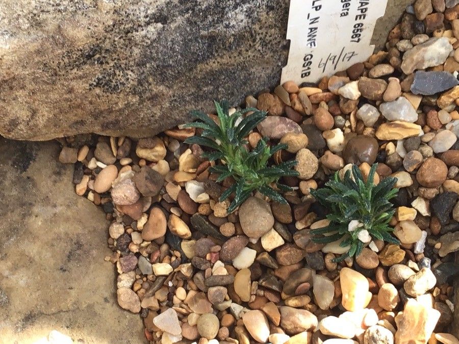 Burkartia lanigera leaf