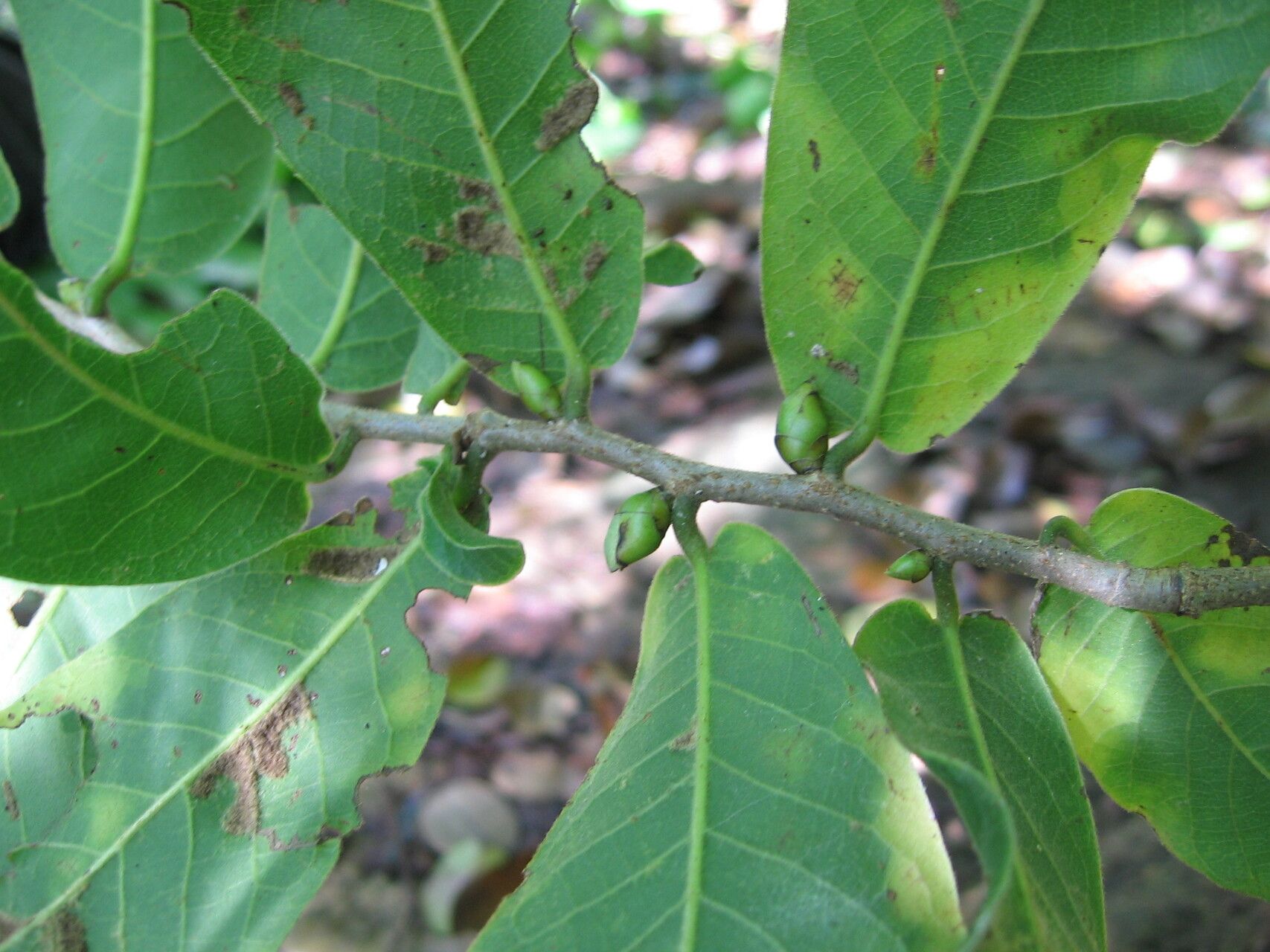 Monodora grandidieri — search result for 'Monodora'