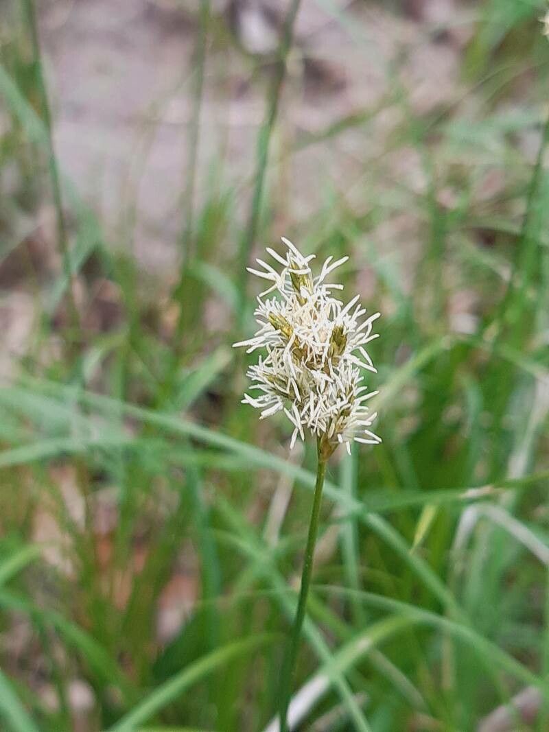 Carex pseudobrizoides — search result for 'Latvia'