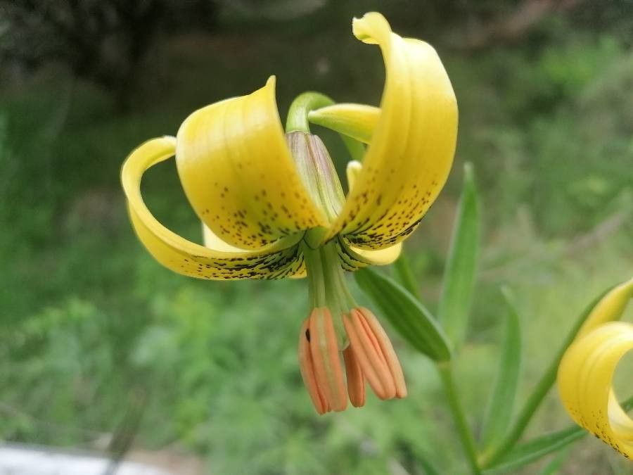 Lilium pyrenaicum flower