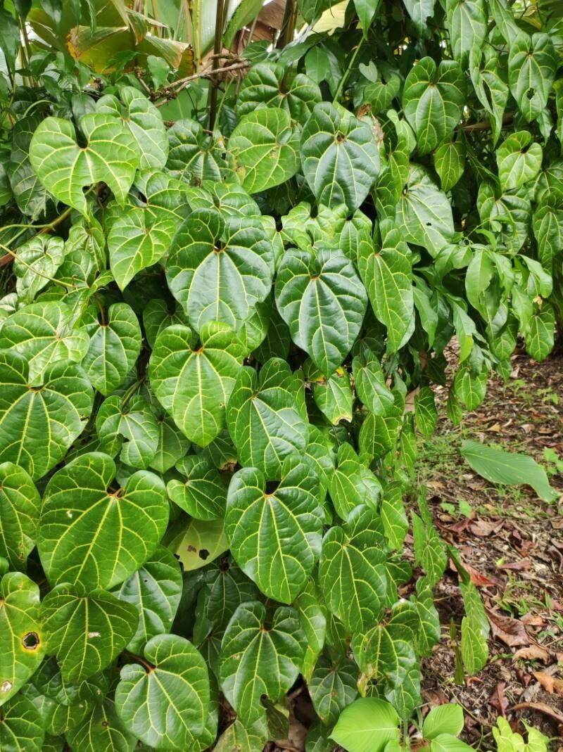 Aristolochia leuconeura other