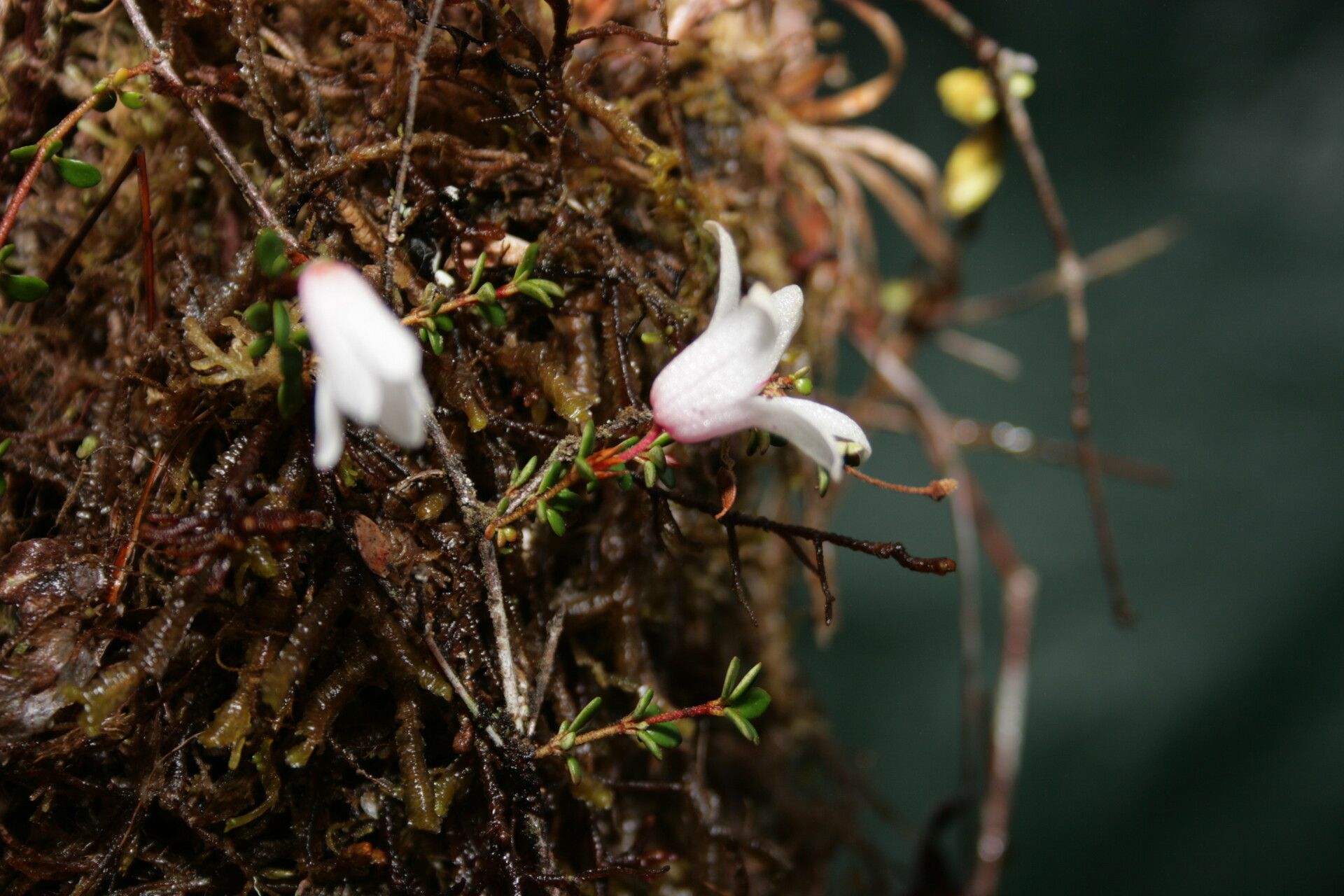 Rhododendron anagalliflorum habit