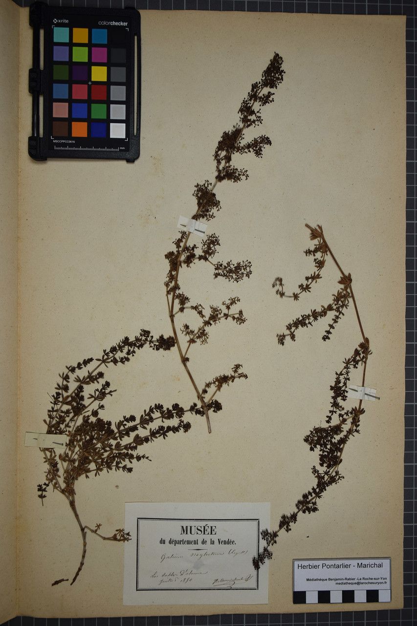 Galium × neglectum — houseplant care guide