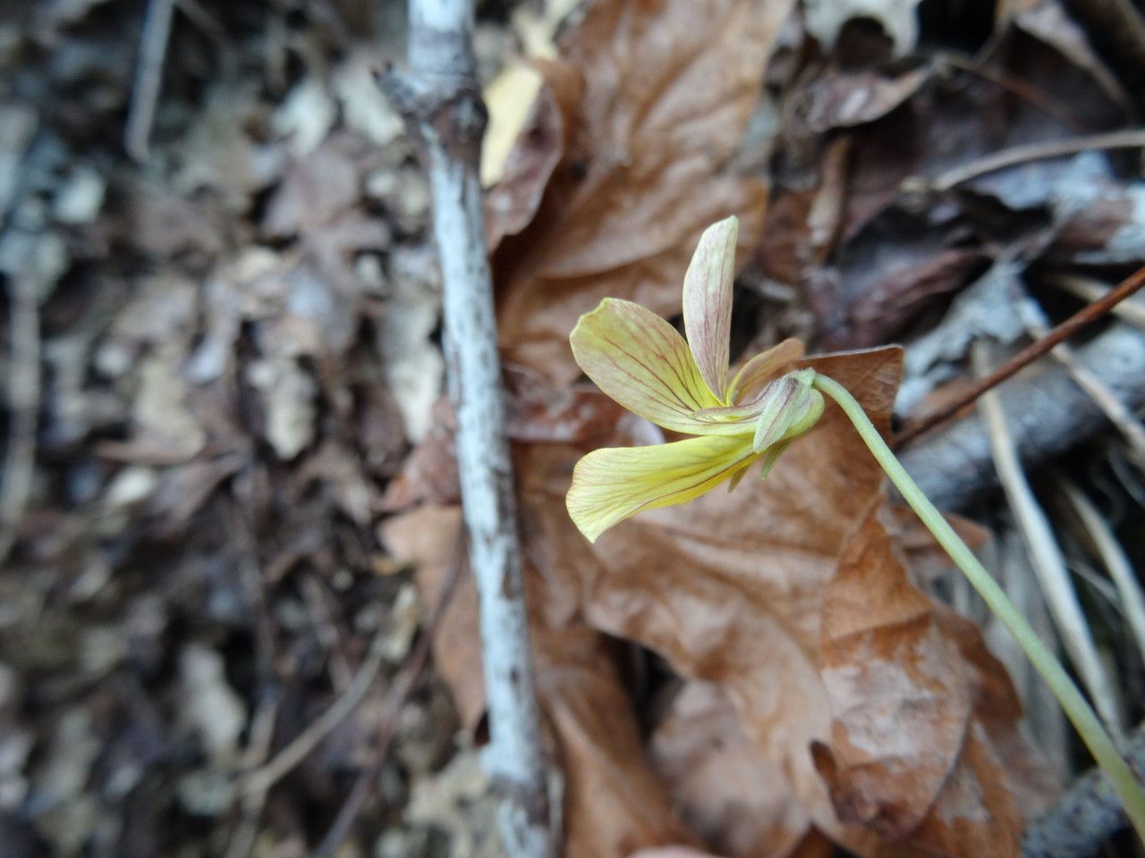 Viola sheltonii bark