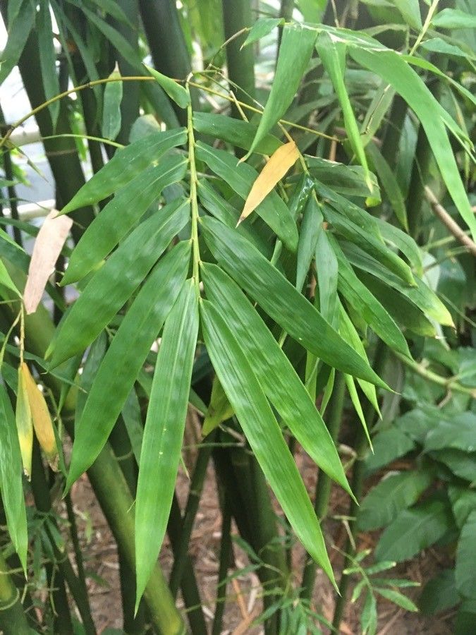 Semiarundinaria fastuosa — houseplant care guide