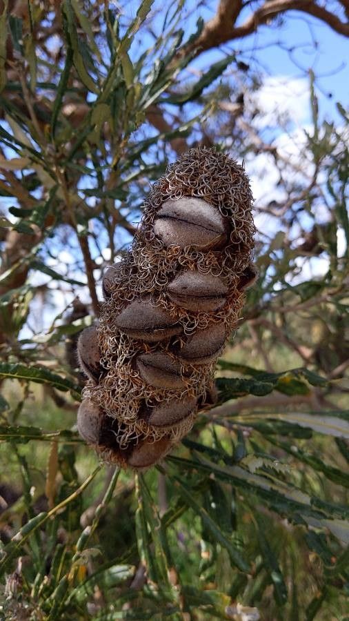 Banksia menziesii fruit
