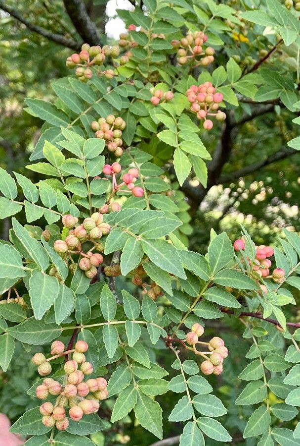 Zanthoxylum schinifolium fruit