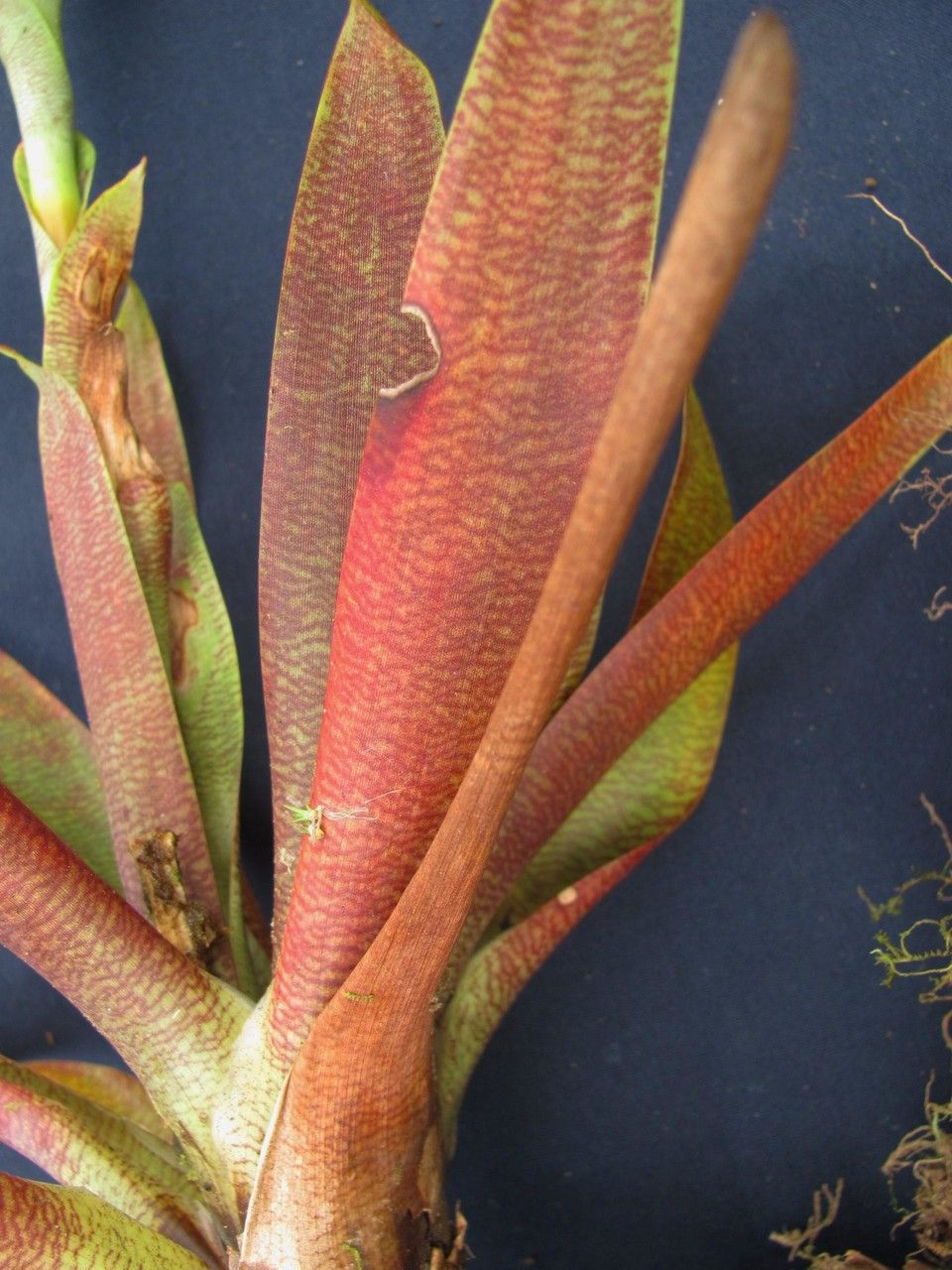 Werauhia hygrometrica bark