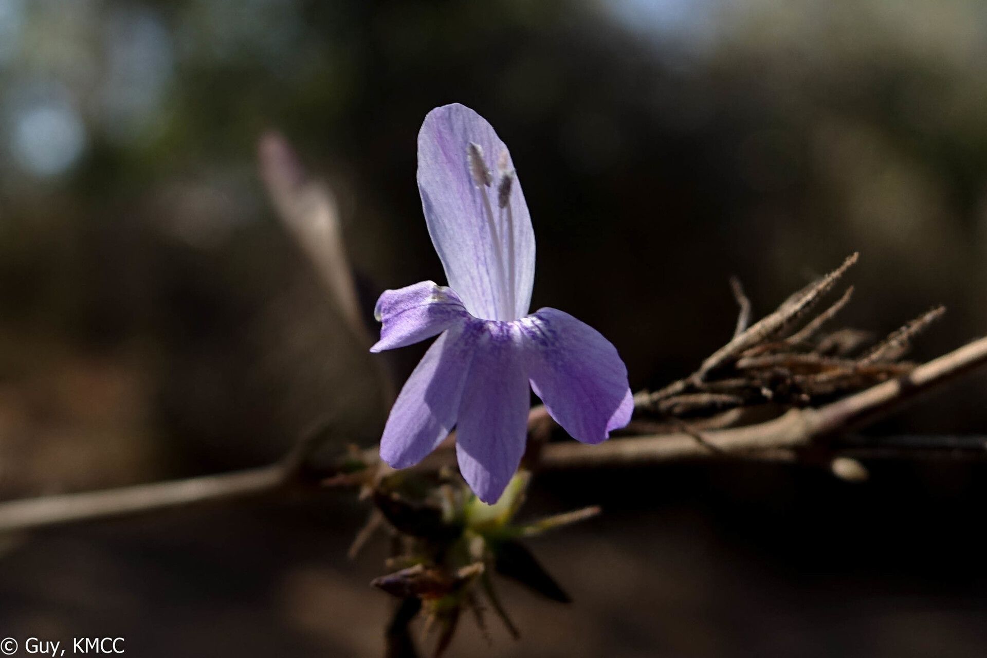 Barleria seyrigii flower