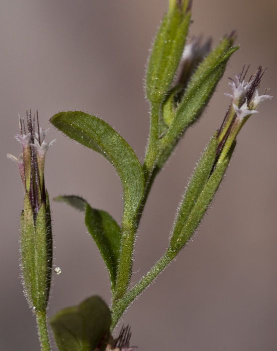 Stevia micrantha bark