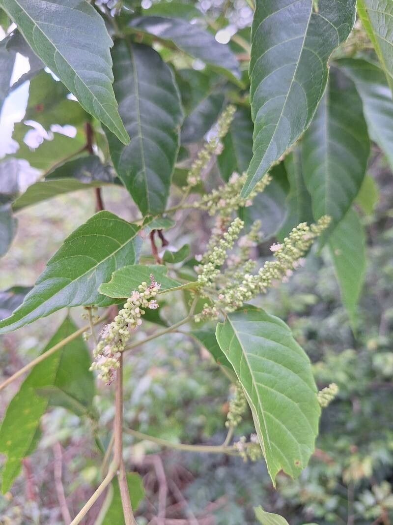 Allophylus africanus flower