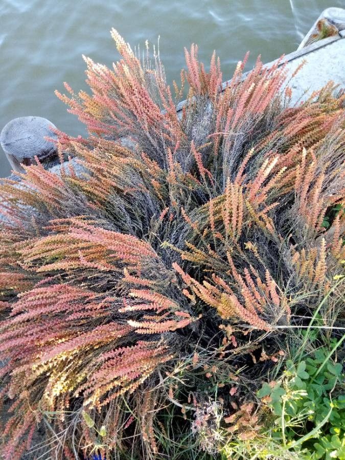 Halocnemum strobilaceum bark