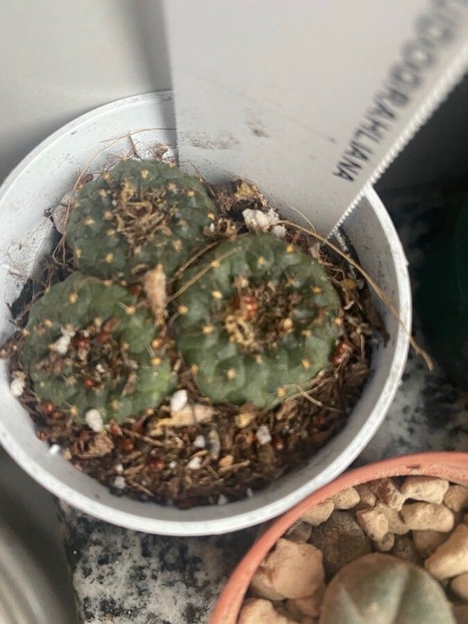 Frailea pseudopulcherrima — houseplant care guide