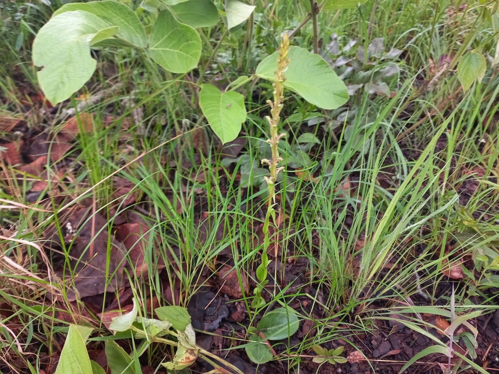 Satyrium volkensii habit