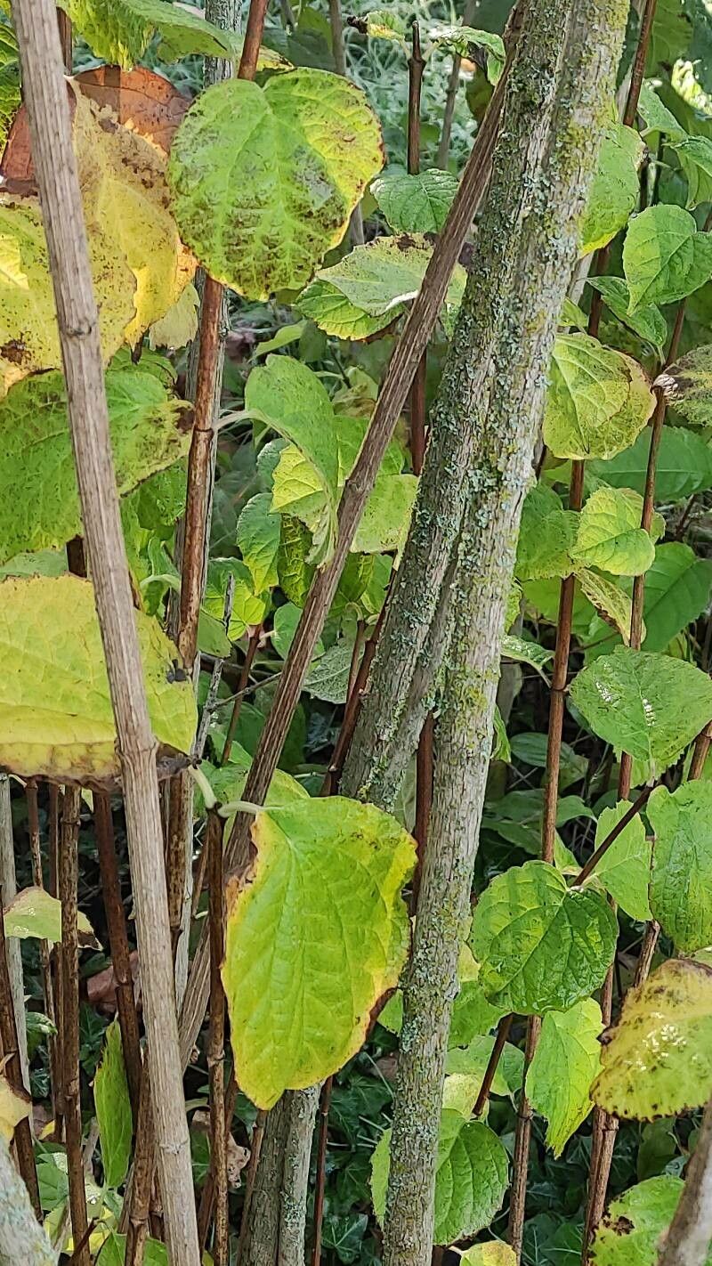 Philadelphus inodorus bark